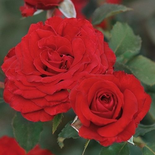 Bordová - Stromkové růže s květmi čajohybridů - stromková růže s rovnými stonky v koruně